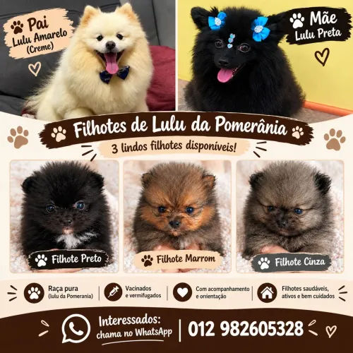 Venda de filhotes splitz alemão