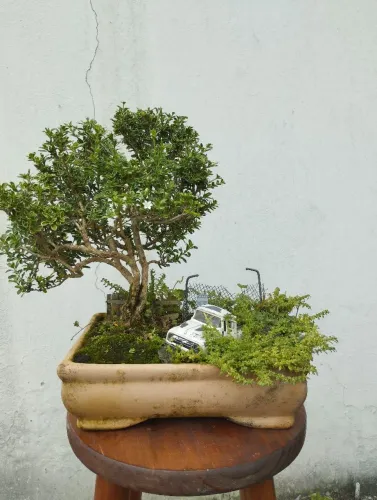 Bonsai Serissa 7 anos no cenário 