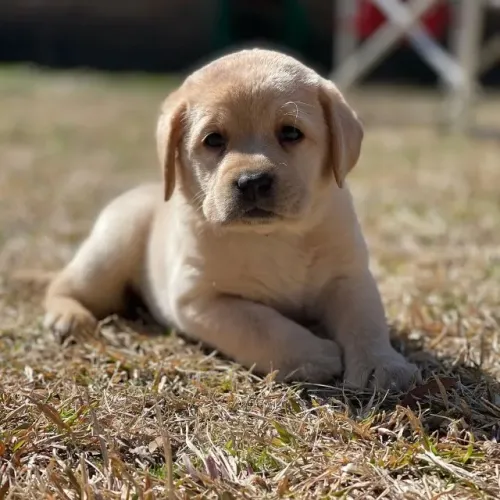 Labrador disponivel