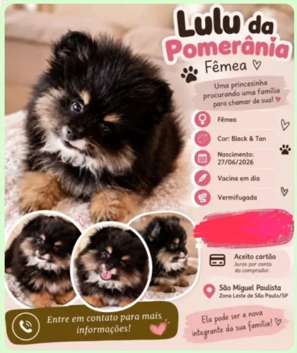 Linda Lulu da Pomerania, Black Tam.perfeita.