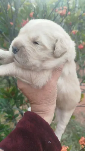 Golden Retriever