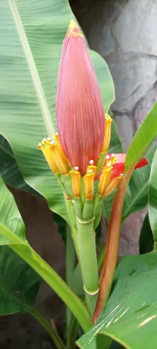 Bananeira de jardim. Muda Flórida