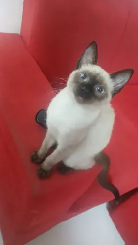 Doação filhote de gato siamês