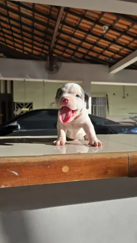 American Bully - Filhotes com 2 meses.