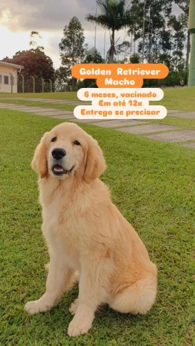 Golden Retriever 6 meses