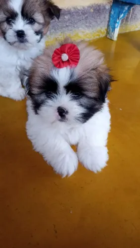 Cachorro