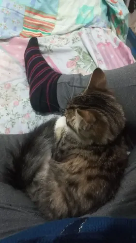 Gatas para adoção