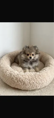Fêmea d Lulu
