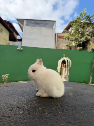 Coelho anão de netherland dwarf 