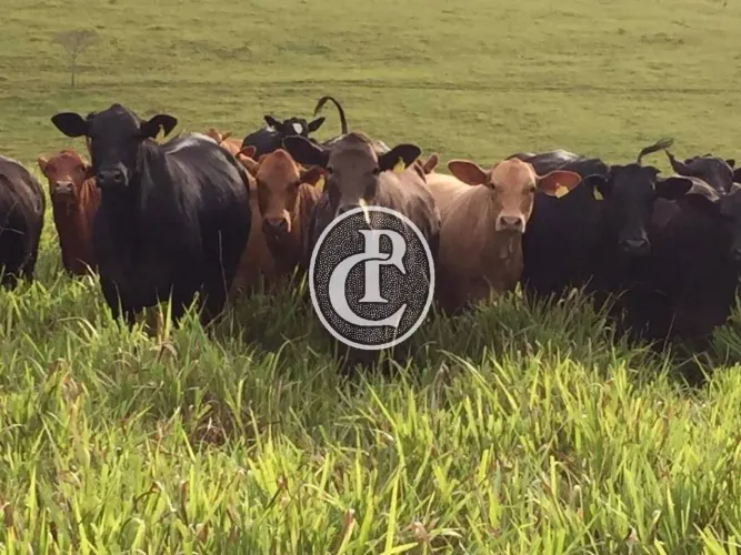 Fazenda de 440 hectares com 200 hectares de soja e milho e luxuosa casa sede em Cruzília/M