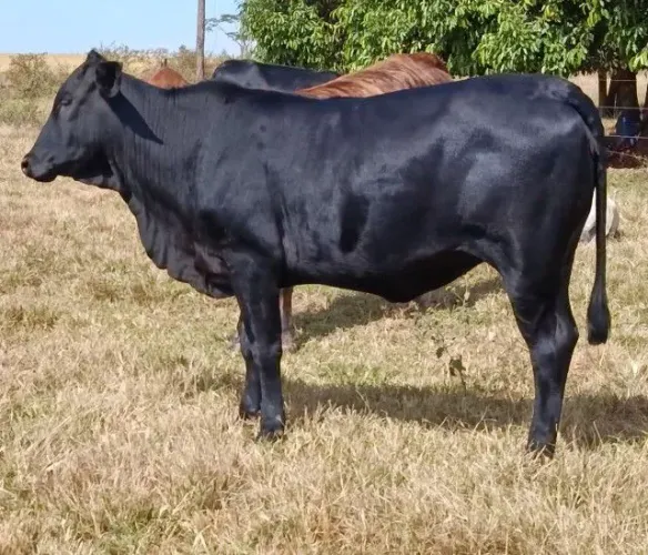 Novilhas Aberdeen Angus 