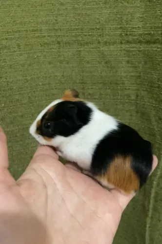 Porquinho da índia 