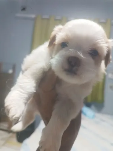 Filhote de lhasa apso