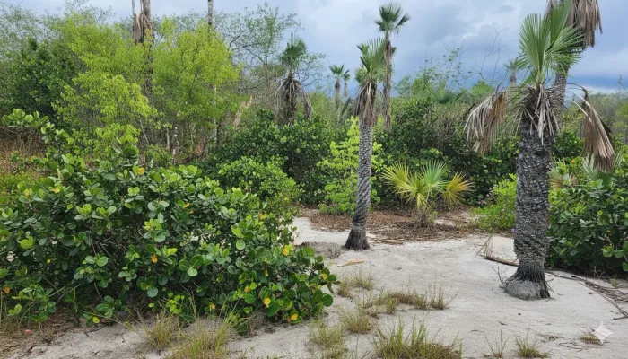 Fazenda com documento liberado para desmate 