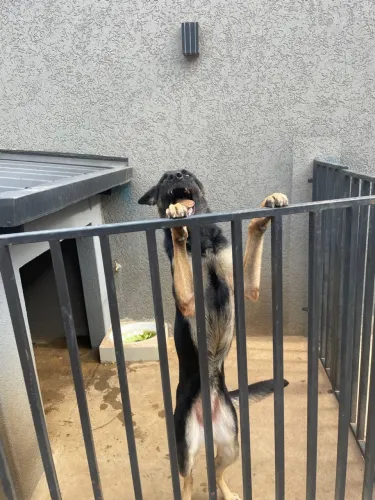 Cachorro pastor alemão