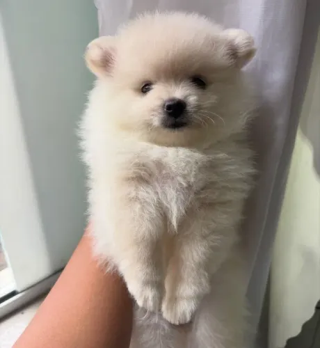 Spitz Alemão