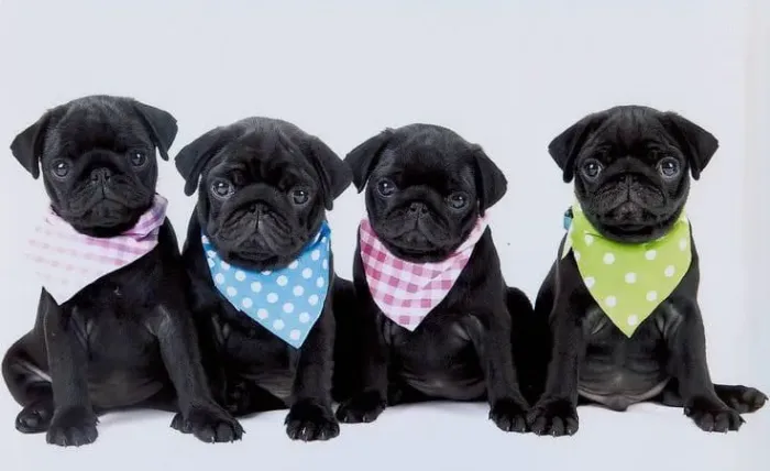 4 filhotes de Pug para alegrar sua vida