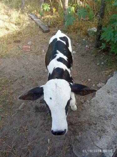 Vendo bezerros, girolando todos machos animais de genética leiteira 