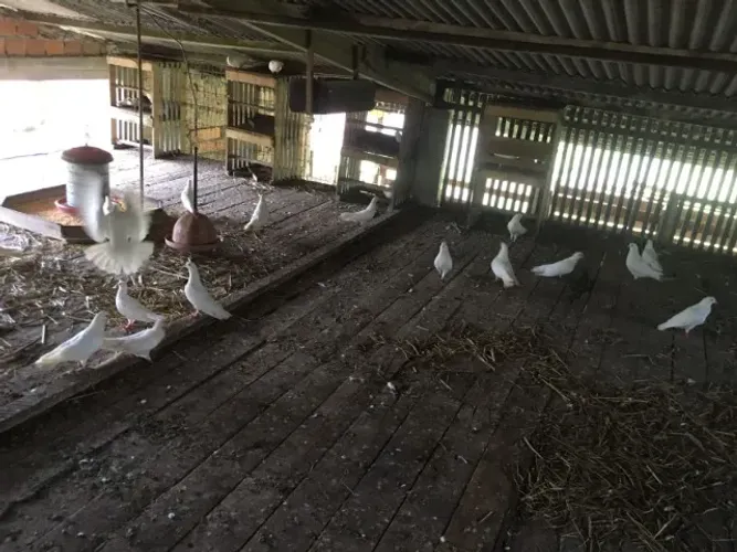 Vendo Pombos Brancos