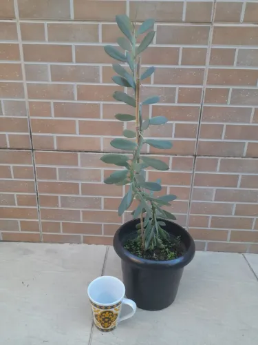Planta suculenta em vaso Senecio crassissimus