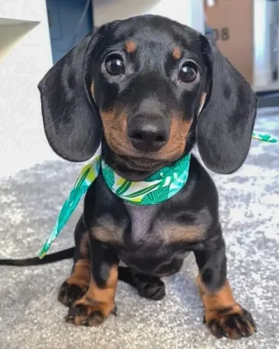Filhote de teckel ! Cães que amam T