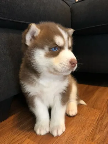 Filhote de husky siberiano! Qualidade