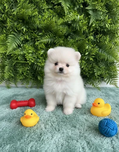 Spitz Alemão. Amizade, lealdade e alegria garantida!