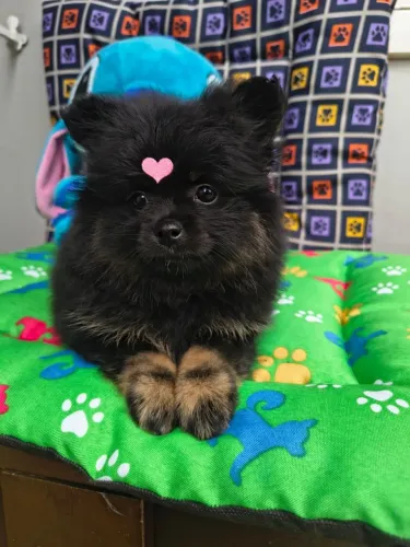 Spitz alemão fêmea disponível para o natal