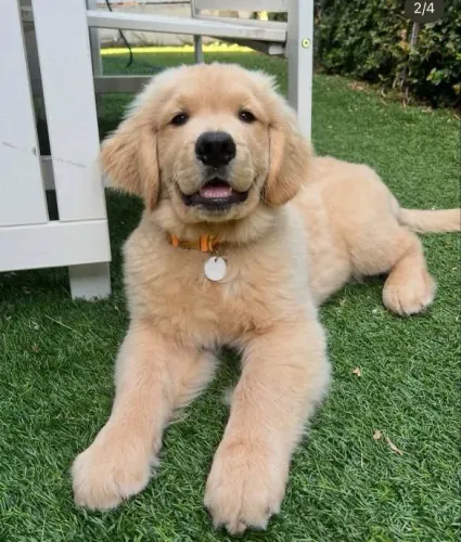 Filhote Golden Retriever, Dê amor e receba amor para a vida inteira!