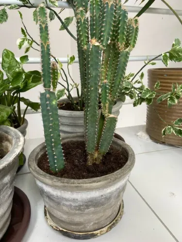 Cacto em vaso de cerâmica