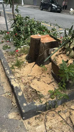 Cata Bagulho entulho em geral