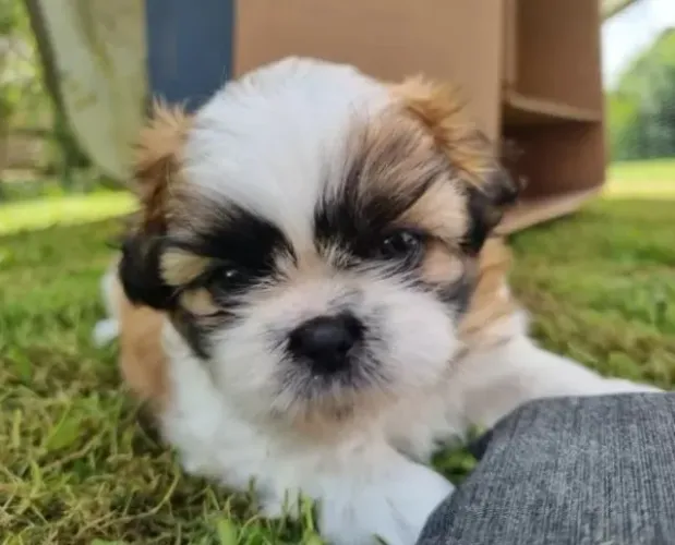 Shih-tzu macho