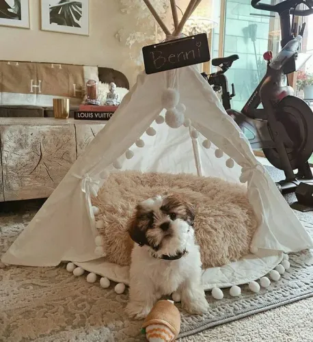 Filhotes  Shih Tzu na sua cabana 