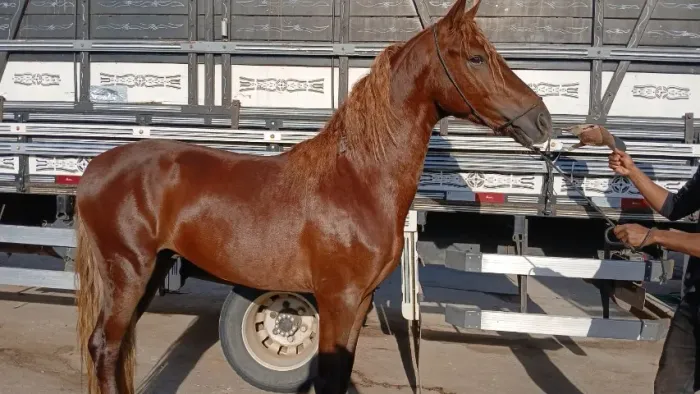 Cavalo Mangalarga Machador 