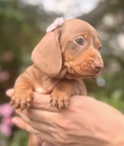 Filhote de Dachshund Linguicinha Fêmea 