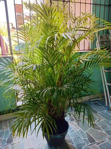 Palmeira Grande