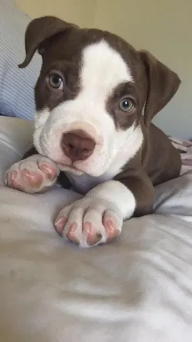 Filhote de Pitbull adorável