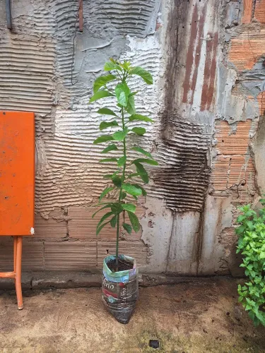 Mudas de abacate manteiga