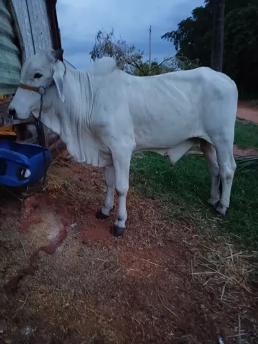 Vende se boi manso de andar