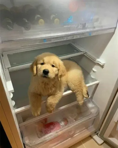 Filhote Golden Retriever brincando na geladeira 