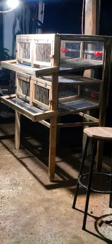Gaiola para codorna 