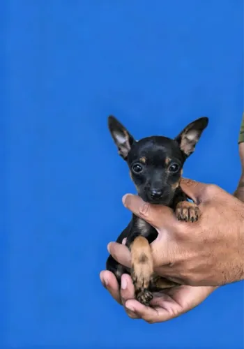 Pinscher