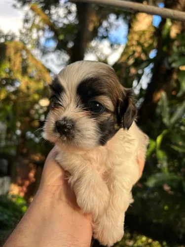 Filhote Shihtzu pedigree