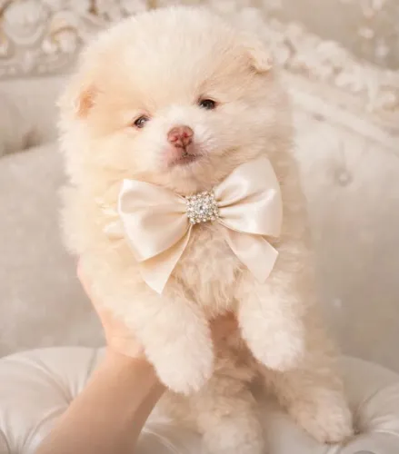Filhotes Lulu da pomerânia/ spitz Alemão