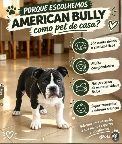 Vendo filhote fêmea de American Bully pocket com pedigree 