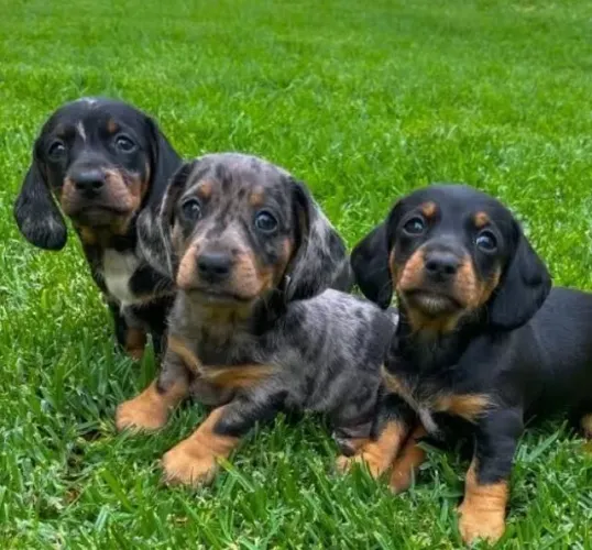 Basset Dachshund Mini Filhotes Super Companheiros.