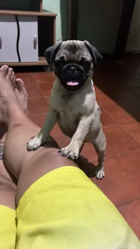 Pug