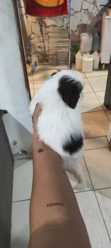 Filhotes se shiatsu