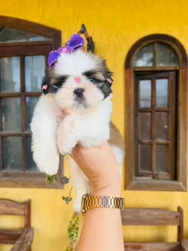 Filhotinha linda Shih tzu branca e dourada pedigree