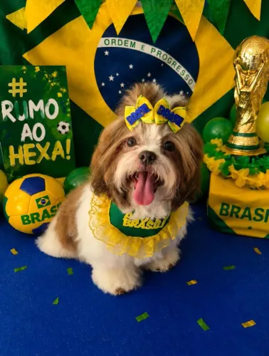 Shitzu fêmea 
